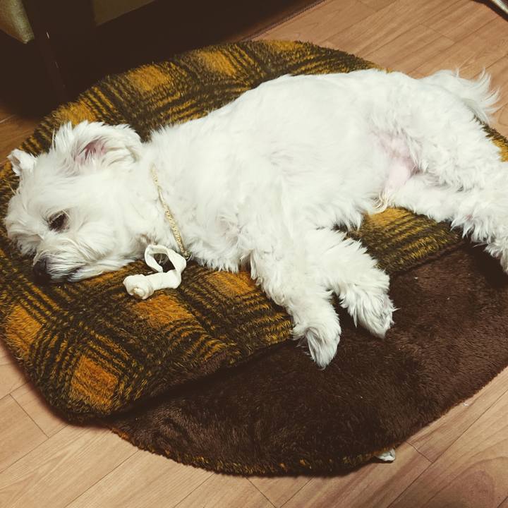 0a135e0b f4d4 4238 91cd c4c5c6ba2633 1542806645234