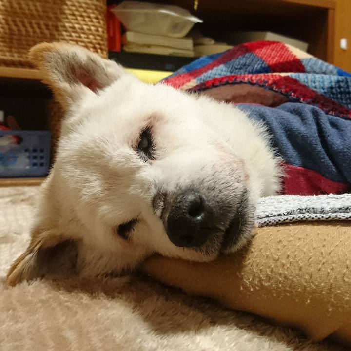 0a149a10 d713 4afc 9f48 3928c8625c03 1541516422324