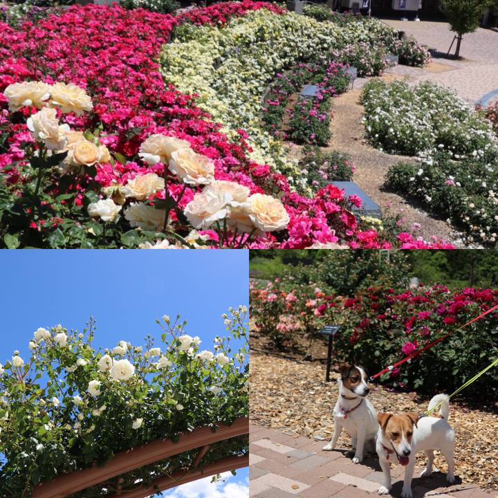 0a1550d5 6134 47b1 8e2c 6a70b94f4f7a 1526793669572