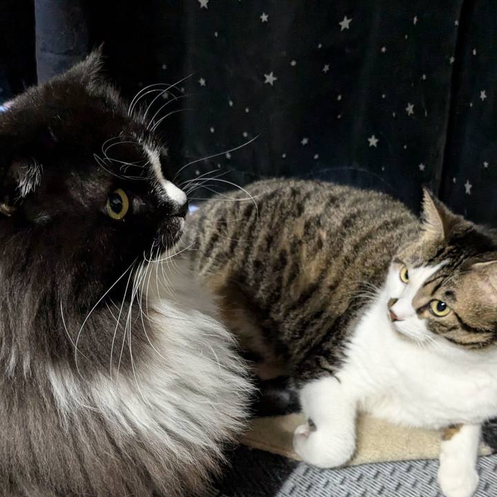 0a16dadf 6886 4332 b4c8 94366499ff07 1728747316540