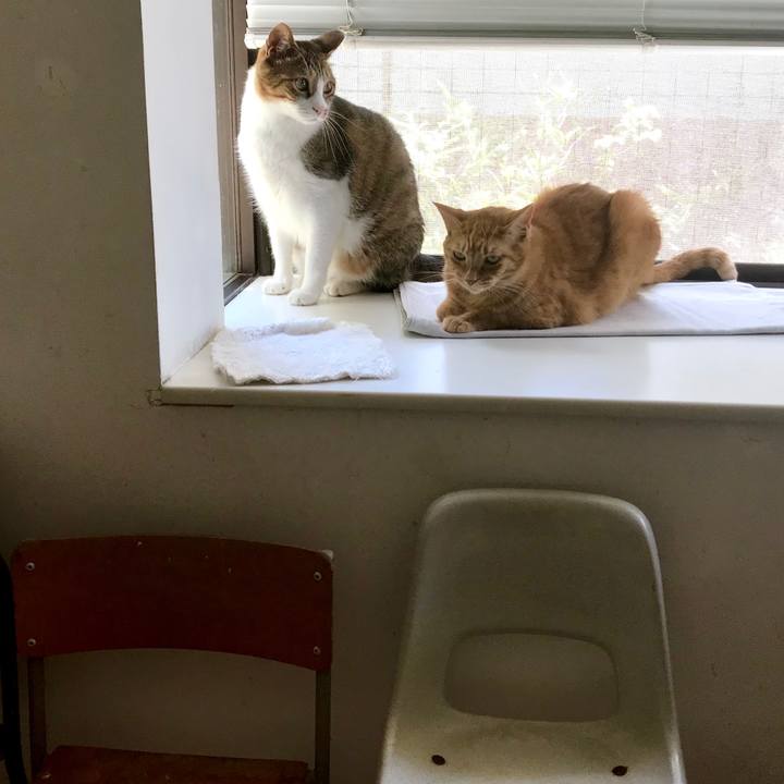 0a16ecfa 5dfa 4064 aed0 8112bb44f542 1533195696815