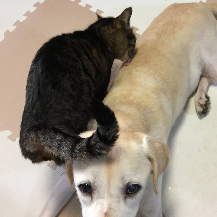 0a189433 3296 450d 867a 76089457808c 1559045617668