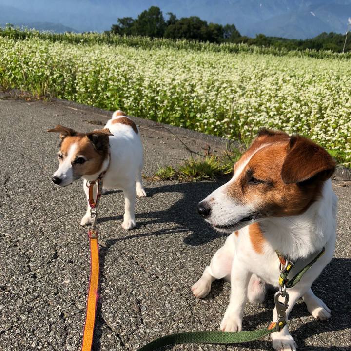 0a1af6fa a638 409f 9c54 f17f37fe5720 1534853119685