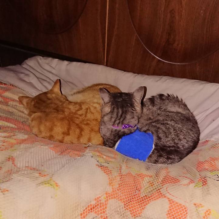 0a1b622e ddfc 4639 8846 9155a19431f3 1586790547592