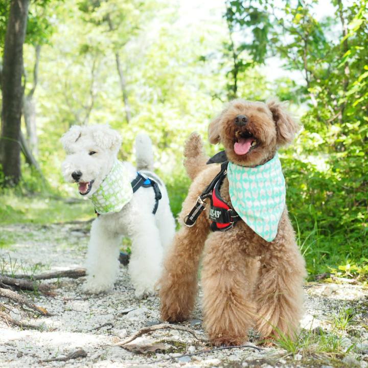 0a1d9480 c1dd 47ee afad 3677b0b582e0 1527387926127