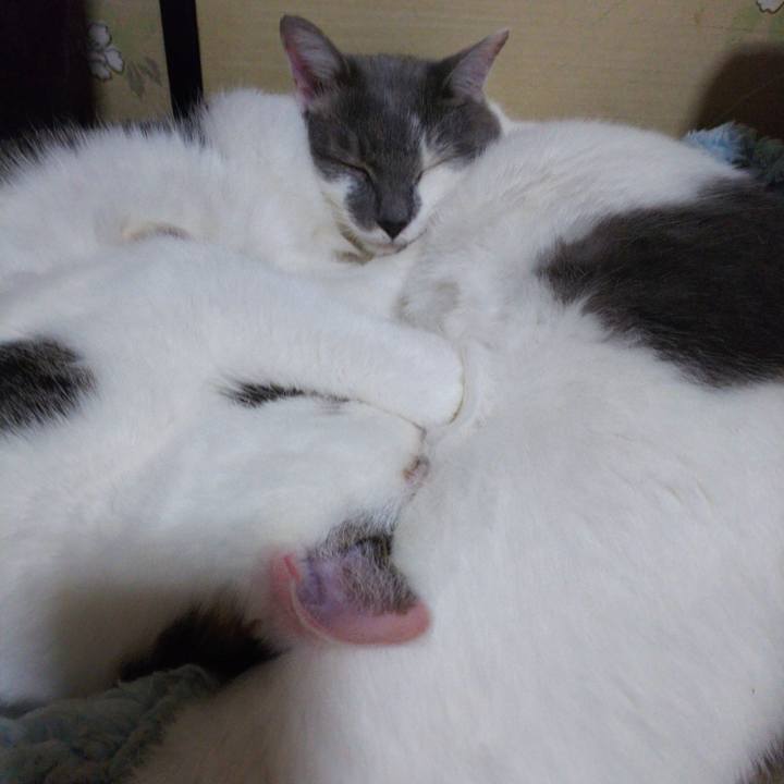 0a1fe017 3250 450c b633 12b0721cd299 1544698171753