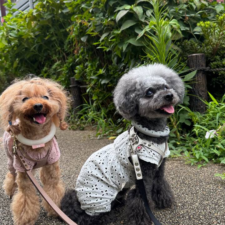 0a20b294 bcfb 4c16 9d15 6ac6177b71b8 1755385535211