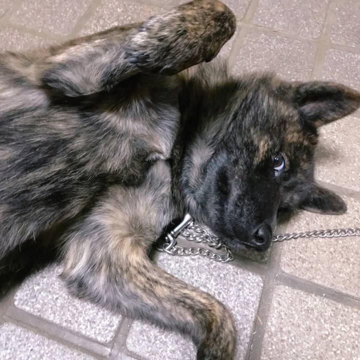 0a220742 4620 4779 ae10 47ec3c87ec98 1513508374261