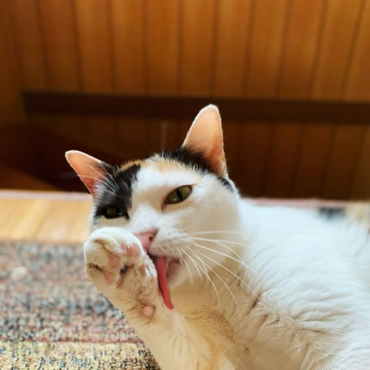 0a220c99 f634 4def aea8 15be3f0b2650 1598583398879