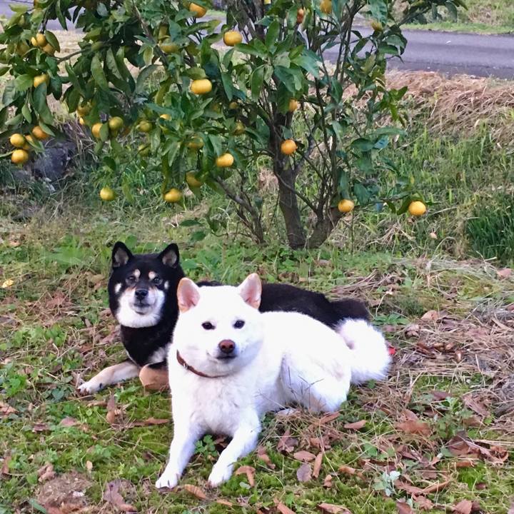 0a2241bc 0158 4acb be8a d3b7c2d39b18 1572686578037