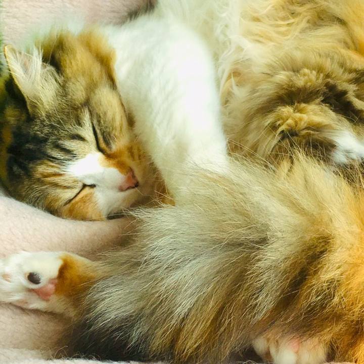 0a2512c1 7d76 4b03 b7ae 96b40aee0b53 1558475857976