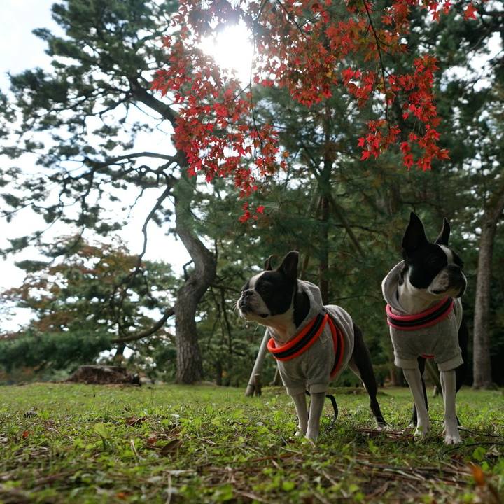 0a25346d 1684 46b4 9c20 9db18450f6cc 1510465394084