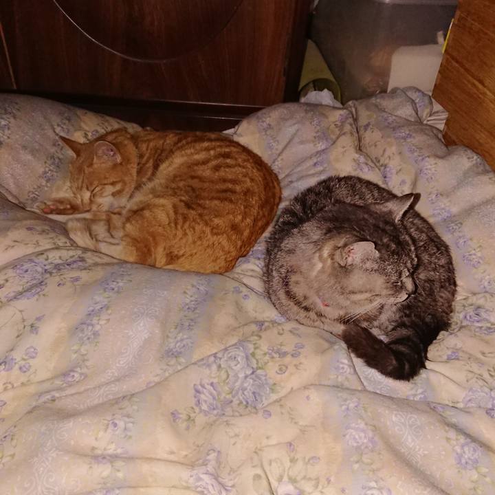 0a25bb44 bafc 465e 98af 5b73c29a7666 1583844062106