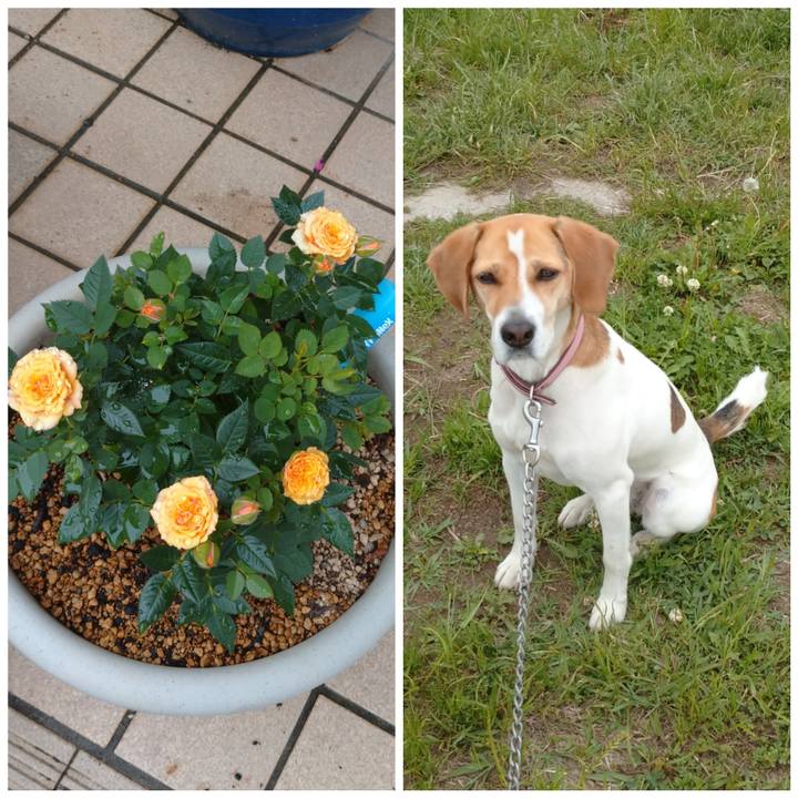 0a2674ff e03b 47ca b556 e8964016533e 1589800273841