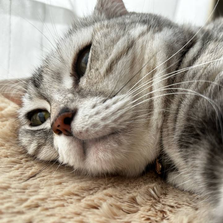 0a27362f 097b 4aa2 9bad 460dad441e78 1762044691641