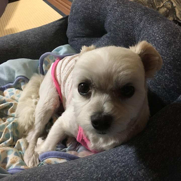 0a2a6742 39a8 4c29 b7fc 64b92682d8f7 1529323199651