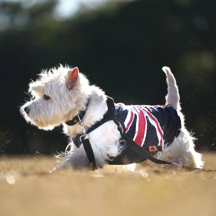 0a2ac61c b987 444d 9e55 2f727921828a 1512945316710