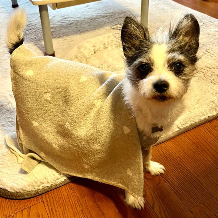 0a2bc096 d264 4a74 9c07 8aa9a754cb00 1762814000683