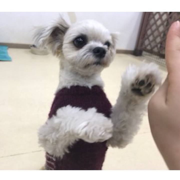 0a2d3958 dd8d 42ec bfba 4e4a05166e29 1518176933444