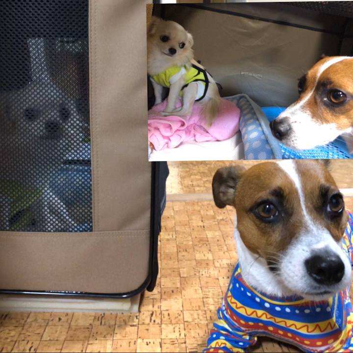 0a2e2ae9 2f52 4c9e 8909 f7d0ccbff4b0 1573388810772