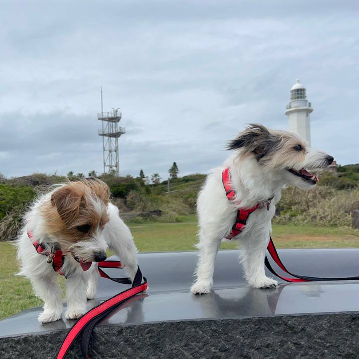 0a2fcdfb 69b5 481f 8c13 6e2af4fd5be6 1759917154772