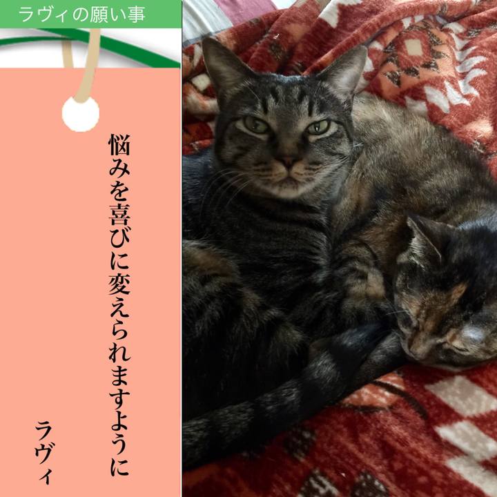 0a303ad1 1b62 4556 b58f c0da0227136c 1657284787389