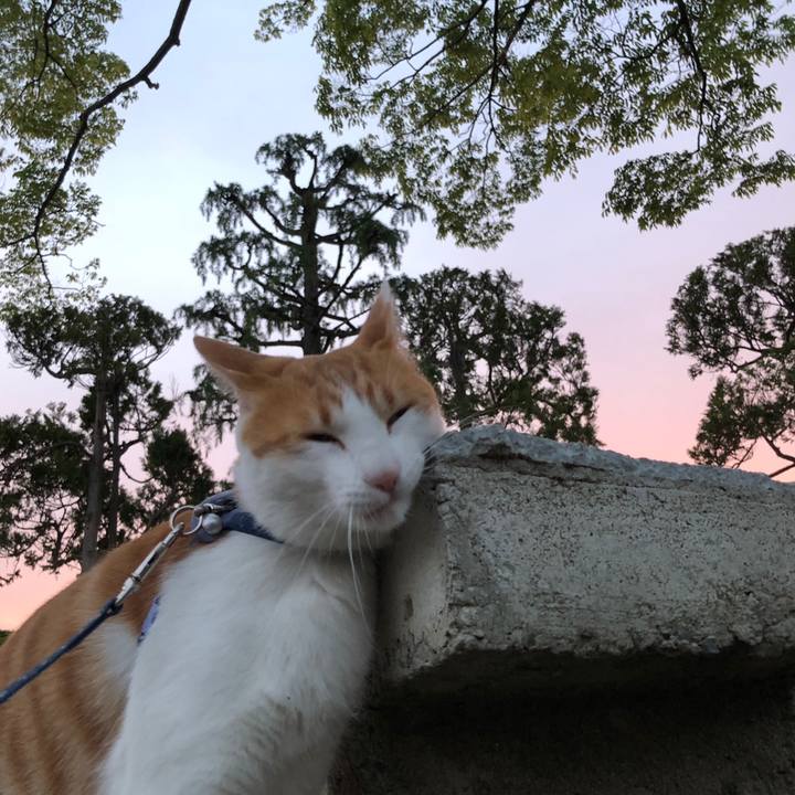 0a31b8cd e4ba 48fc 8ea7 a9d4511cde1e 1558694589416