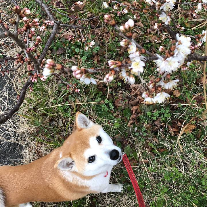 0a338075 d9de 4c83 adac ab895b364690 1582329263458