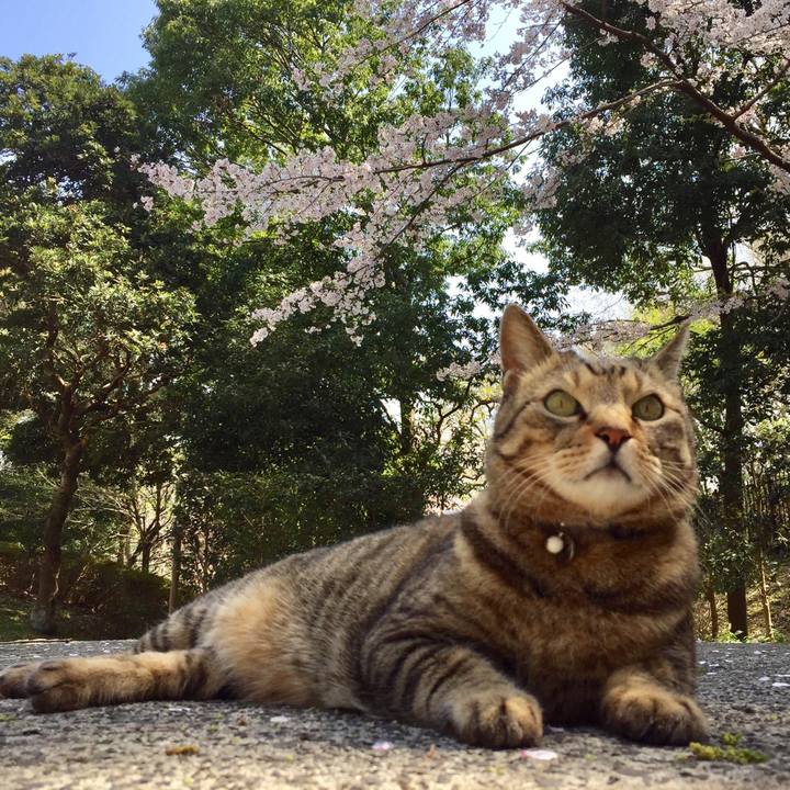 0a356b79 7156 4b4f b69f 4ad498a32f77 1522480455093