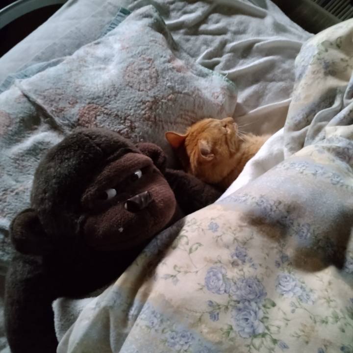 0a361073 1896 4a2a b1b1 70d0853b088d 1665039769542