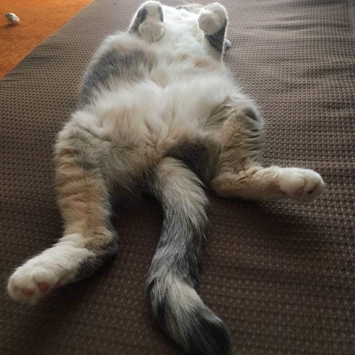 0a389b55 39b3 47bf 8fbd 6198a22592ef 1561462264703