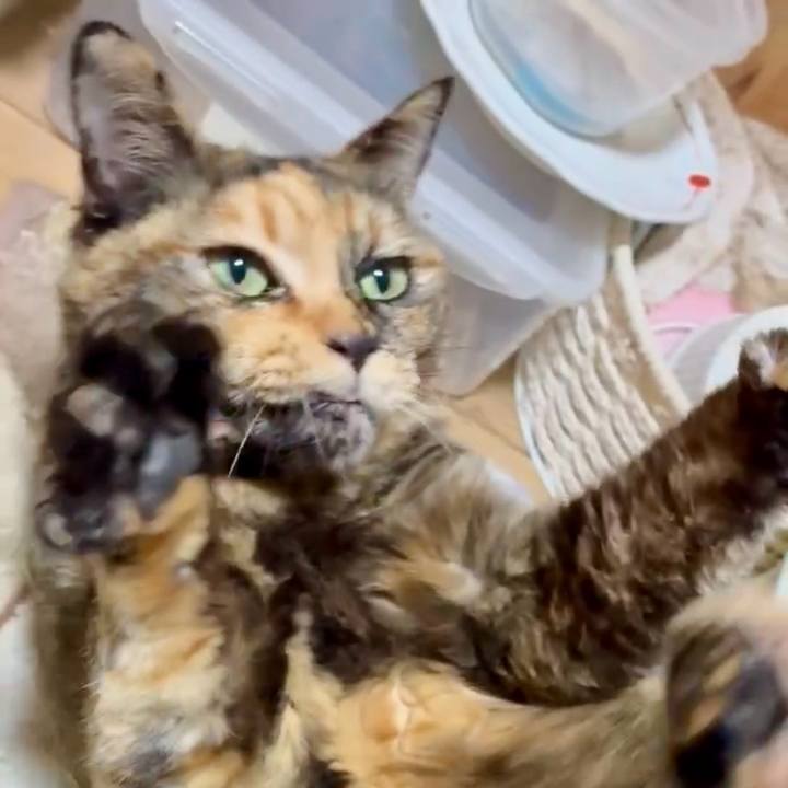 0a39321f 4c86 40b9 ada2 b3e454f108cd 1770240102290