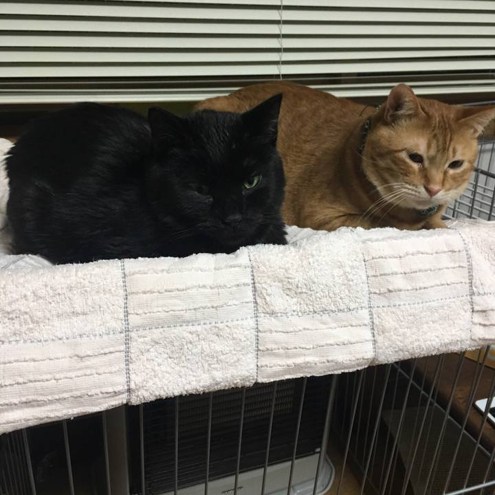 0a39c7b5 0ffb 4afd 9cc3 1a0f3e8188c9 1552223216640