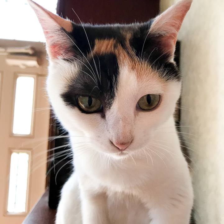 0a3a9aa9 55fe 441f bfcb f3498b0456e1 1531924732330