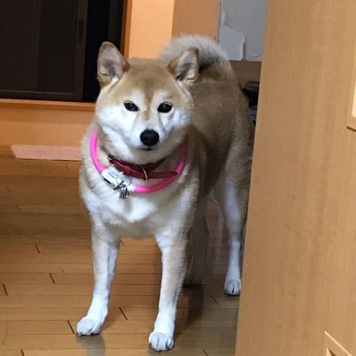 0a3b3a0b 30c4 4d14 9da5 b28d6ac879a2 1558070677604