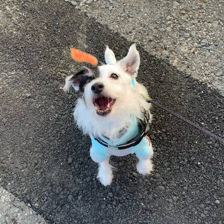 0a437e43 43a7 49f4 a5f0 9d892e5c567f 1732492797251