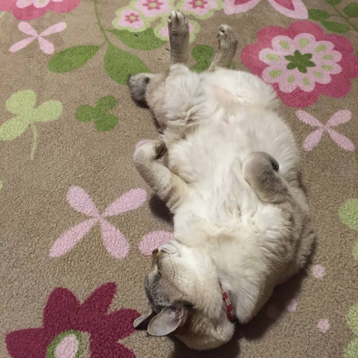 0a43fac2 365f 4cb8 84b3 ca48897ae456 1548067447280