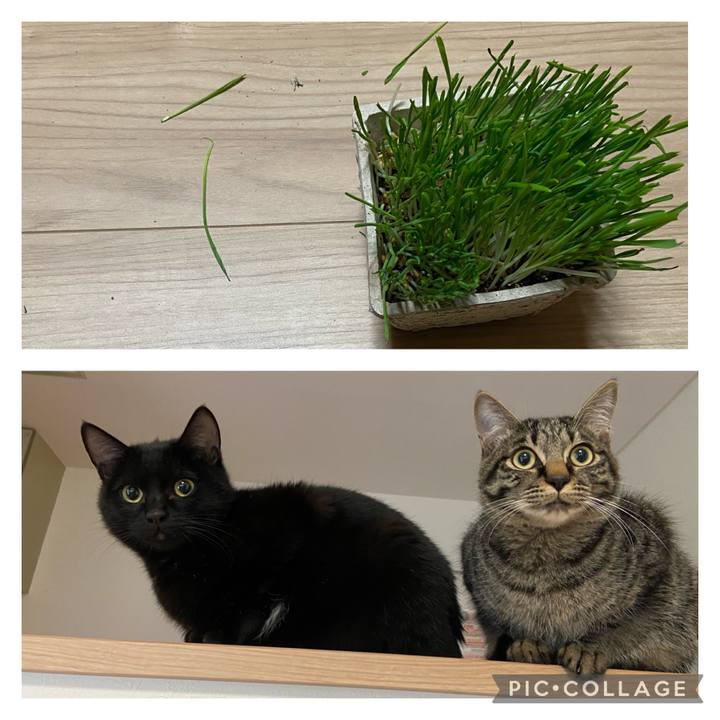 0a46c98f 1956 475a bb62 8be556174b69 1619348370232