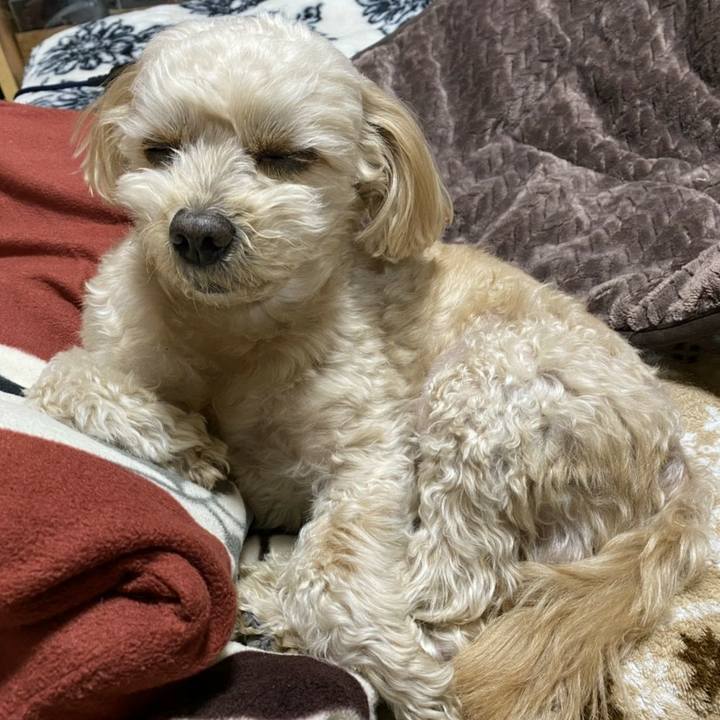 0a46e3dd b1da 4e5d 9211 d61e987ee702 1609411021945