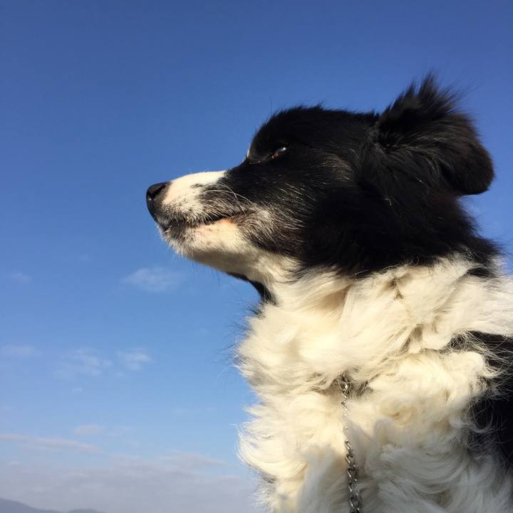 0a47db2a e9af 44d4 87d5 fdf6cb58051a 1548723012221