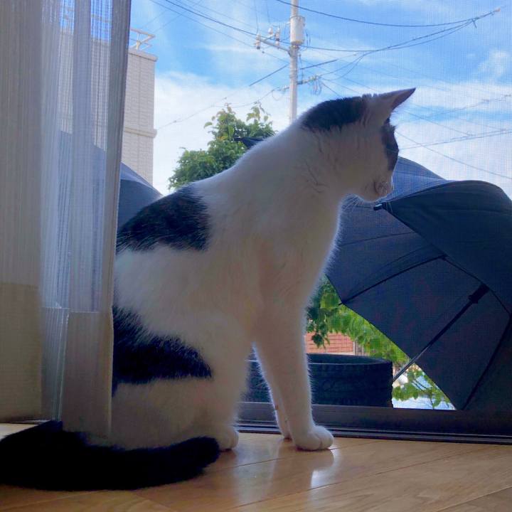 0a4941e8 1a24 45b5 80bf ce52862982e3 1594859918987