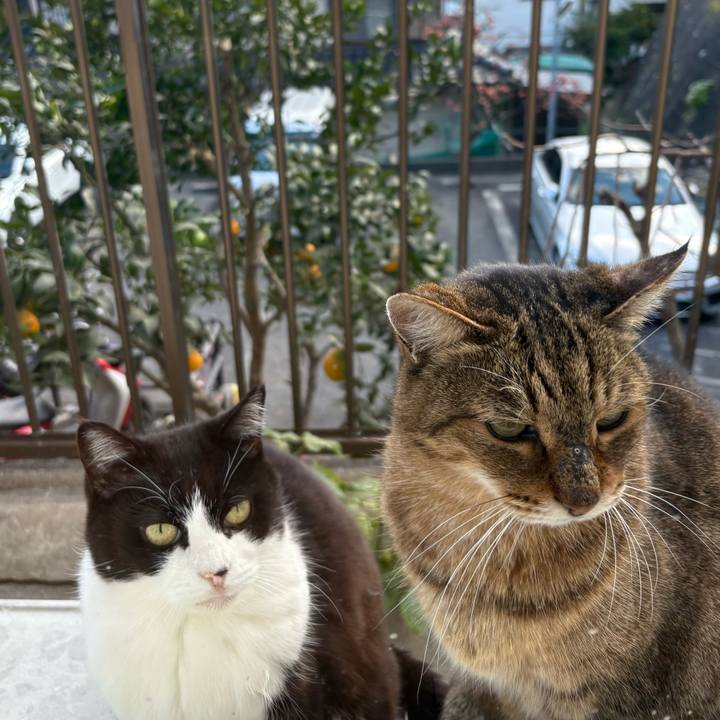 0a4ad5d8 b423 4c4e a1b7 4aab1fb3f135 1765263047627