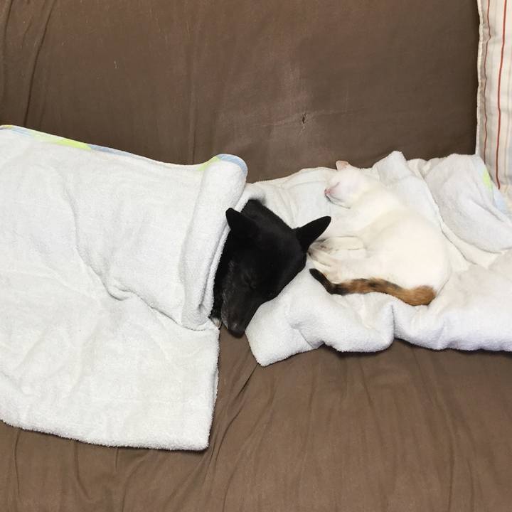 0a4b5a62 2180 4458 b0f4 acdcf58041ea 1541993771741