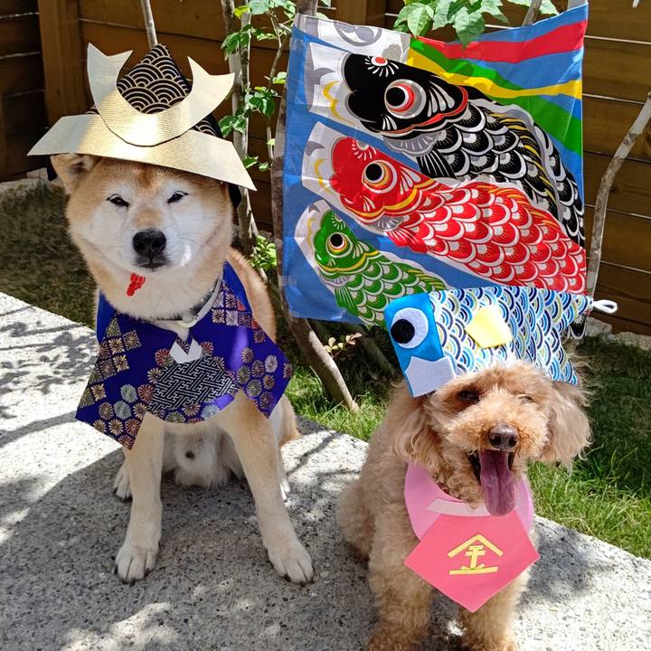 0a4c8eaf 82d5 4dfc b7d7 05b381b3be2c 1620187990518