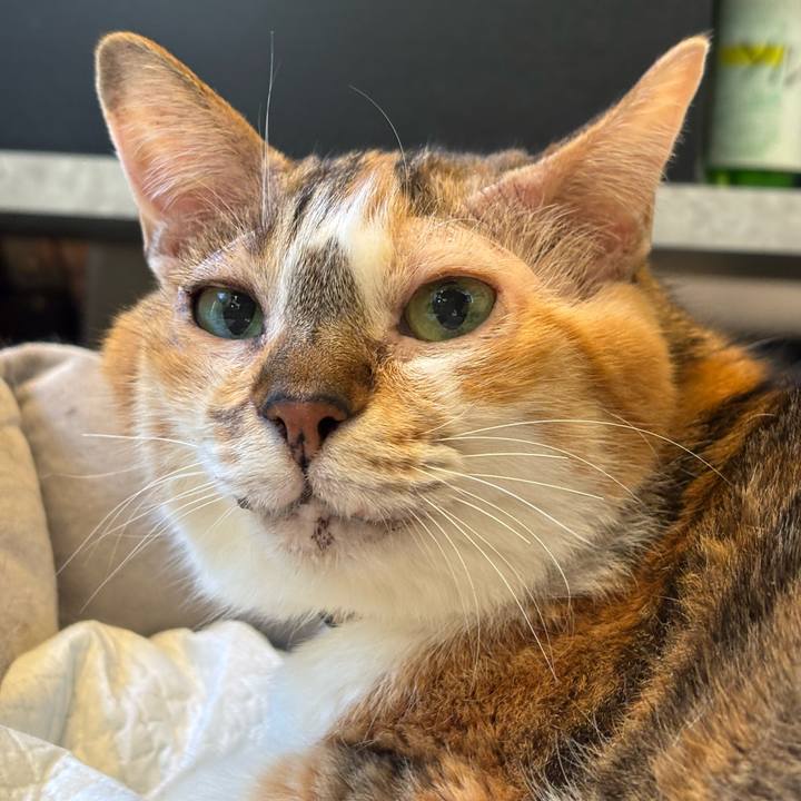 0a4f087c 4518 46c9 9014 3774288403c7 1764156277988