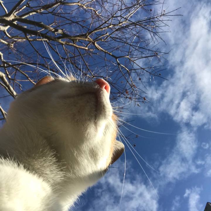 0a508cdd b4a3 4421 a181 f448d2d35357 1512611457648