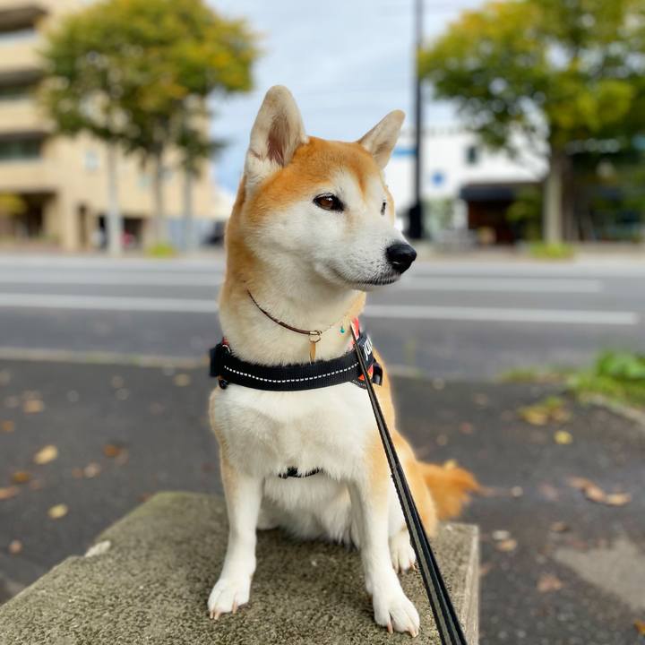 0a510478 2038 4b1b 8da7 a671276a9194 1632450271040