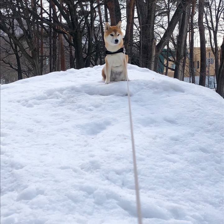 0a51568d d7ca 4fa4 8c5b 344dd6374432 1552007594602