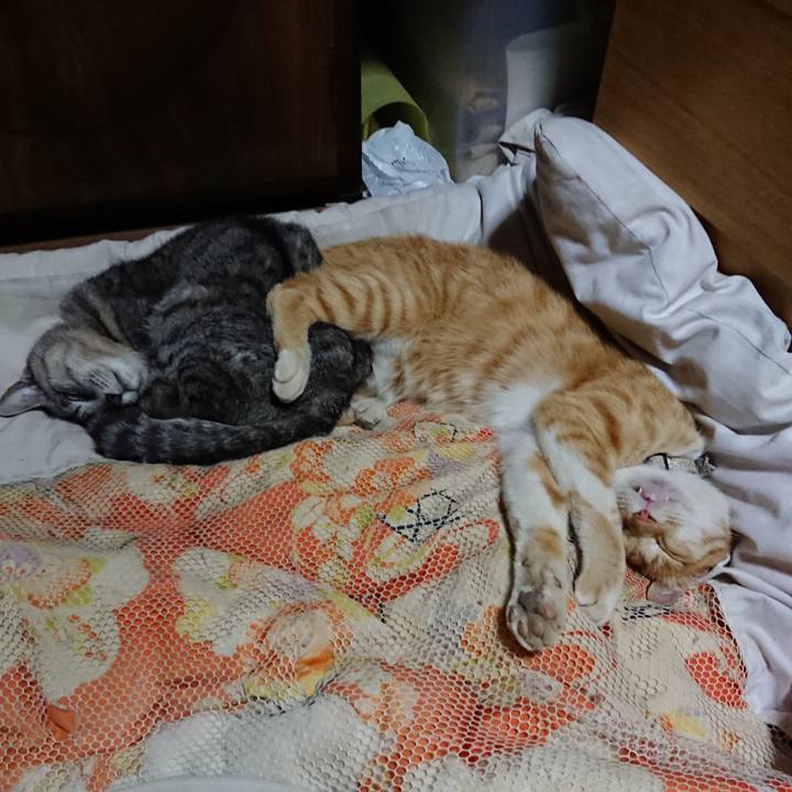 0a51adb3 7cf6 436f 9724 796ddf0045ab 1591537382952