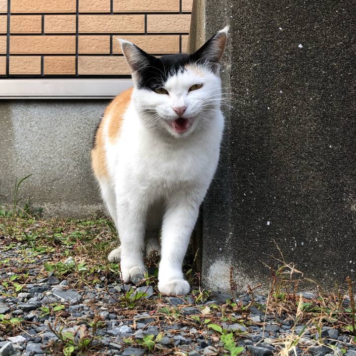 0a5343b1 6759 4b7b 93ca c76f015e9eee 1604187702746